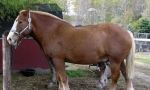 Brabance horse